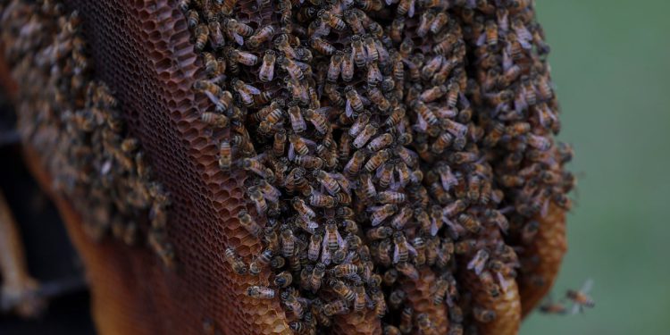 Milijuni pčela umiru – i nitko nije siguran zašto