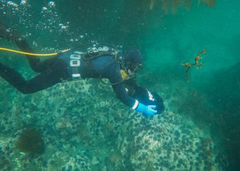 Morska zaštićena područja (MZP) ključna su za očuvanje morskih algi