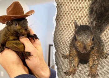 NY republikanci guraju ‘zakon kikirikija’ nakon što je zaplijenjena vjeverica za kućne ljubimce, ubijena