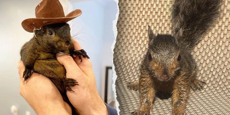 NY republikanci guraju ‘zakon kikirikija’ nakon što je zaplijenjena vjeverica za kućne ljubimce, ubijena