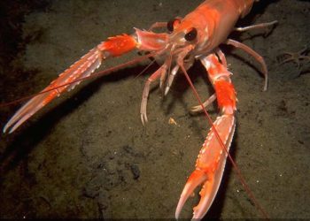 Neke od najvažnijih ovogodišnjih odluka Opće komisije za ribarstvo Sredozemlja (GFCM) usmjerene su na Jadransko more