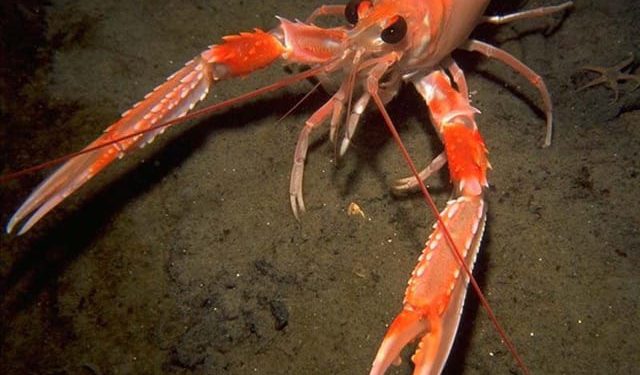 Neke od najvažnijih ovogodišnjih odluka Opće komisije za ribarstvo Sredozemlja (GFCM) usmjerene su na Jadransko more