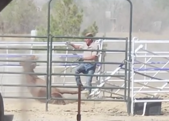 Nestanak veterinara u Las Vegasu nakon što je optužen za zlostavljanje konja