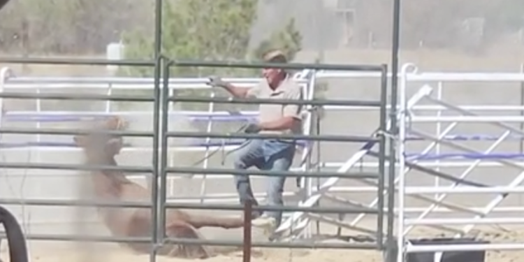 Nestanak veterinara u Las Vegasu nakon što je optužen za zlostavljanje konja