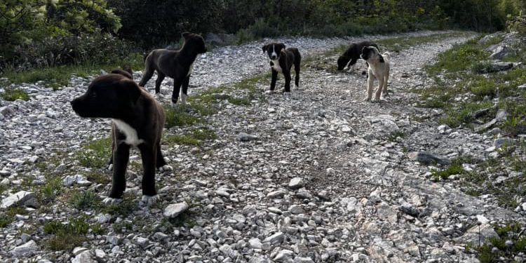 Netko je na Malačkoj ostavio pet štenaca. Gladni su i žedni