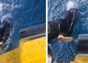 Nisam ni ovo još vidio!