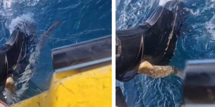 Nisam ni ovo još vidio!