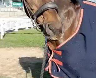 Novi snimci otkrivaju uvjet velikog nacionalnog konja koji se srušio kada više nije imao “više za utrku” – što dovodi do zabranjenog džokera