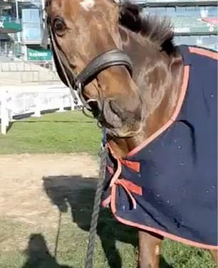 Novi snimci otkrivaju uvjet velikog nacionalnog konja koji se srušio kada više nije imao “više za utrku” – što dovodi do zabranjenog džokera