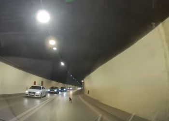 ODAKLE SE SAMO STVORIO U MARJANSKOM TUNELU? “Svi su stali, psić je uhvaćen…”