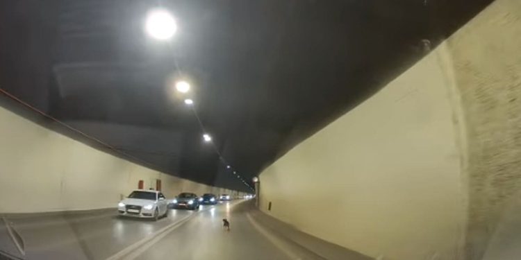 ODAKLE SE SAMO STVORIO U MARJANSKOM TUNELU? “Svi su stali, psić je uhvaćen…”