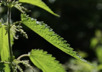 Ova biljka moćni je pesticid, liječi i biljku i čovjeka: ‘Ljudi misle da je korov’