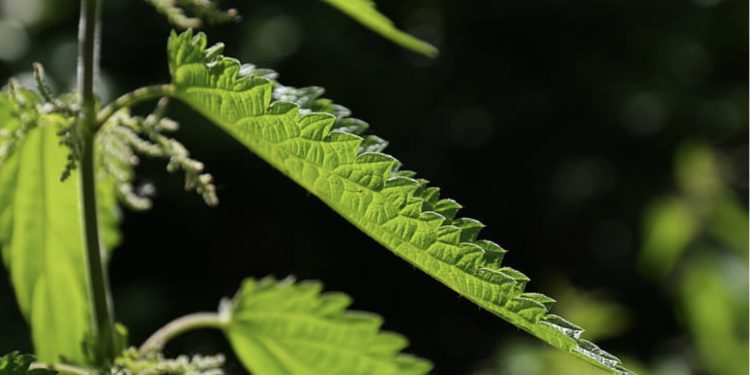 Ova biljka moćni je pesticid, liječi i biljku i čovjeka: ‘Ljudi misle da je korov’