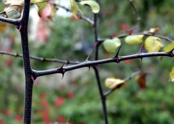 Ovo je drvo od kojeg je napravljena kruna od trnja: ‘Trnje je zbijeno i oštro’