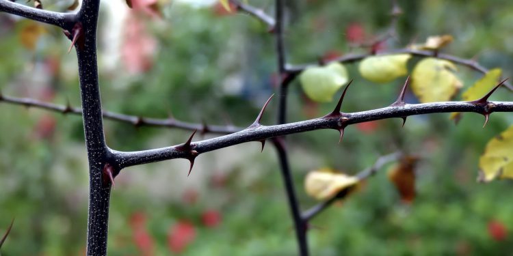 Ovo je drvo od kojeg je napravljena kruna od trnja: ‘Trnje je zbijeno i oštro’