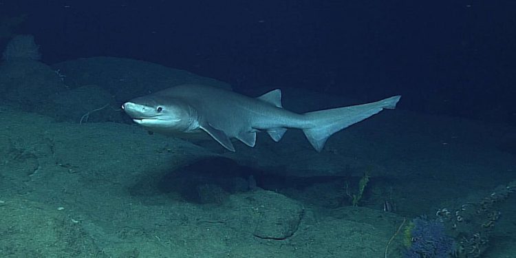 Ovo je morski pas glavonja i snimljen je na 900 metara dubine