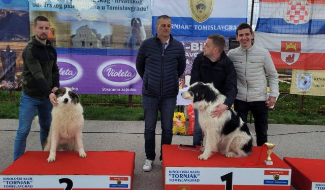 PAS ARAMBAŠA BRUMBI Izabran najljepši tornjak u BiH