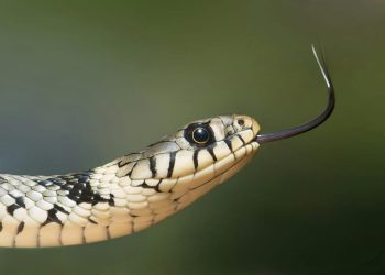 PRIRODA SE BUDI Splitski vatrogasci iz auta izvlačili zmiju