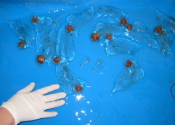 Pelješki ribari ulovili želatinozna stvorenja slična meduzama, a nisu meduze. Evo o čemu se radi