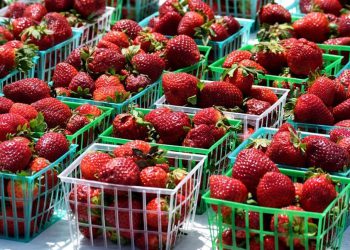 S polja direktno na police dućana: U dolini Neretve beru se jagode, potražnja velika