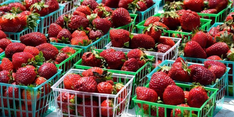 S polja direktno na police dućana: U dolini Neretve beru se jagode, potražnja velika