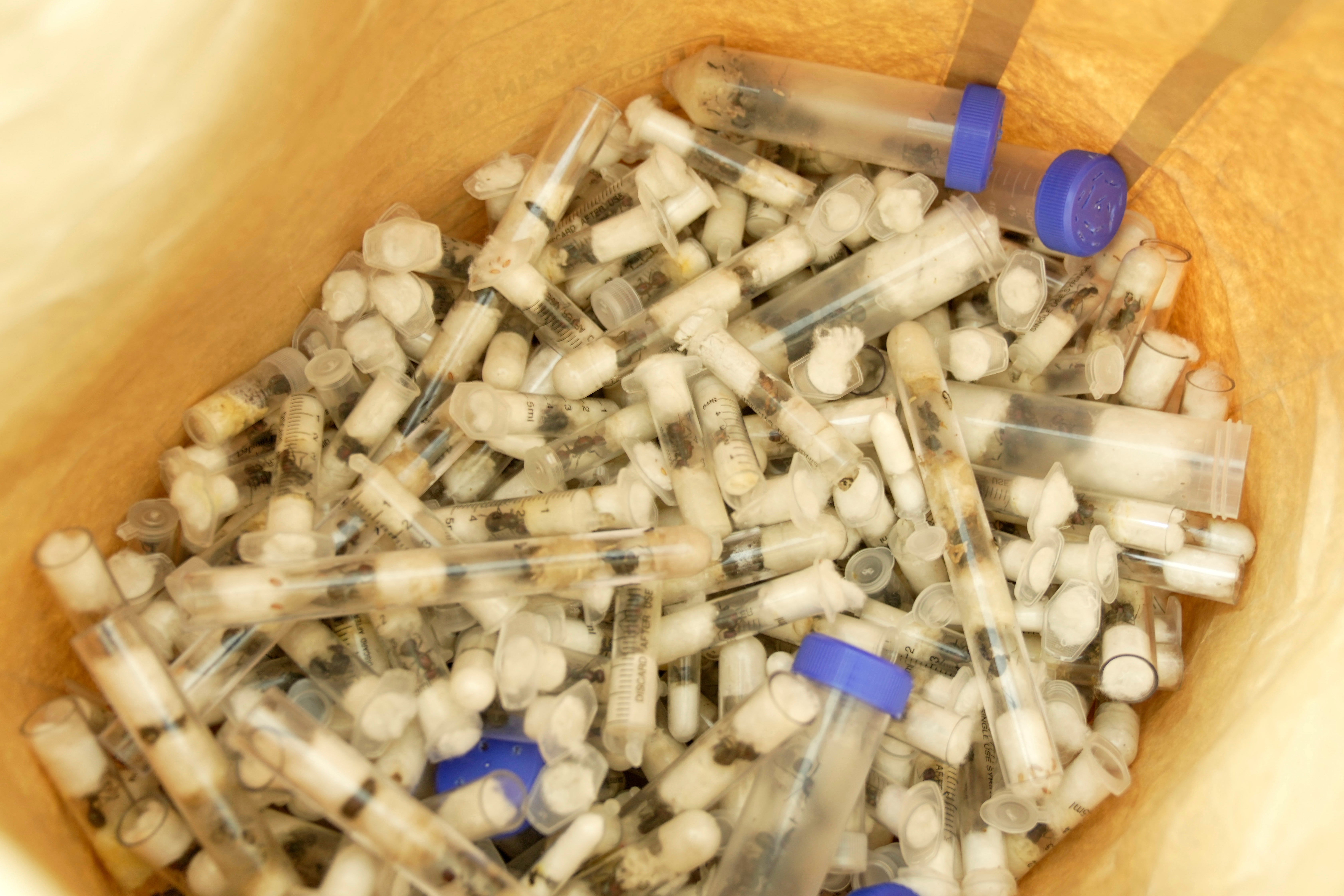 Kenijski dužnosnici prikazuju insekte uživo kraljice mrava koji su bili namijenjeni Europi i Aziji, na sudovima za pravne zračne luke Jomo Kenyatta u Nairobiju, Kenija, u utorak, travnja. 15, 2025. (AP Photo/Brian Inganga)