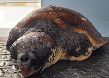 SPAŠENA JE Cvita je mlada morska kornjača pronađena kod Visa iscrpljena i bespomoćna usred olujnog juga!