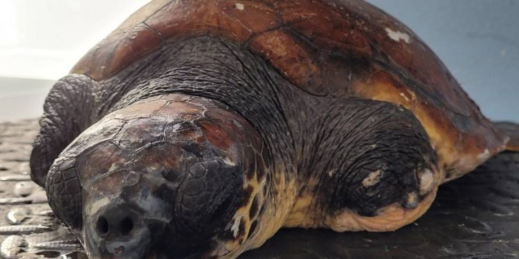 SPAŠENA JE Cvita je mlada morska kornjača pronađena kod Visa iscrpljena i bespomoćna usred olujnog juga!