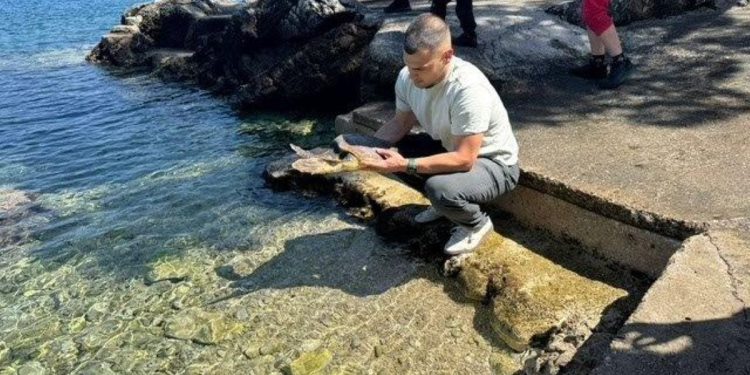 SREĆA Uspješno spašena mlada morska kornjača u NP Mljet: “Progutala udicu