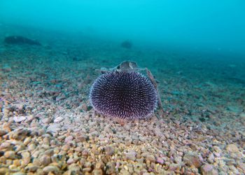 SRETNO MORE Akcija čišćenja podmorja u Zadru