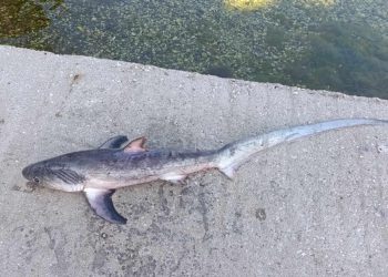 ŠTETA U Neumu slučajno ulovljeno strogo zaštićeno novorođenče morskog psa lisice