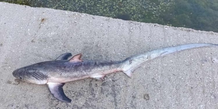 ŠTETA U Neumu slučajno ulovljeno strogo zaštićeno novorođenče morskog psa lisice