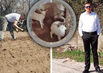 Samohranom ocu otrovali koze, ali onda je uslijedio val dobrote ljudi velikog srca. Jeličić: “Dragi ljudi, hvala vam. Kupujem odmah nove životinje”