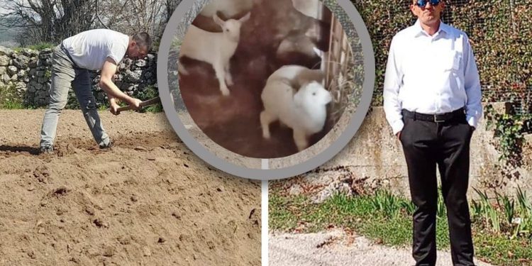 Samohranom ocu otrovali koze, ali onda je uslijedio val dobrote ljudi velikog srca. Jeličić: “Dragi ljudi, hvala vam. Kupujem odmah nove životinje”