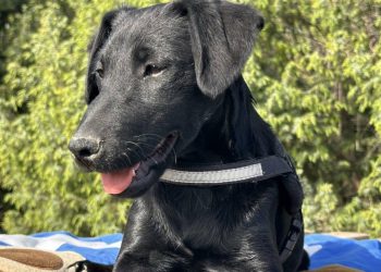 Sei traži udomitelje pune ljubavi i strpljenja sa štencem od 4,5 mjeseca