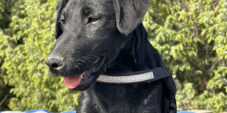 Sei traži udomitelje pune ljubavi i strpljenja sa štencem od 4,5 mjeseca