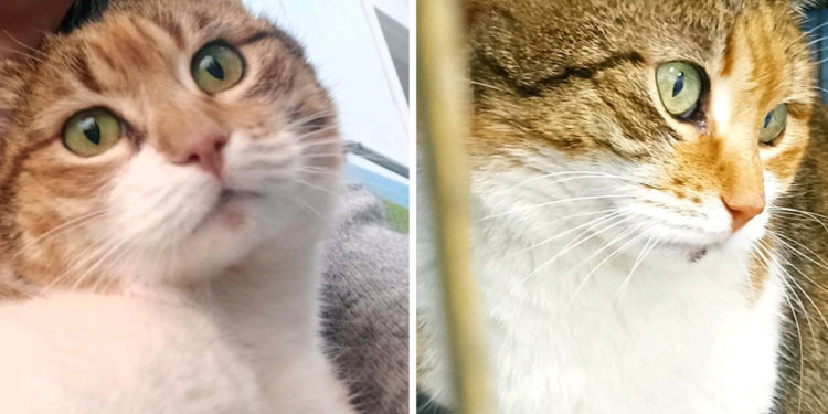 Slobodna Dalmacija – Jeste li je vidjeli? Nestala je u Sarajevu, a vlasnici vjeruju da je stigla sve do Splita: ‘Dolazimo po nju sutra’