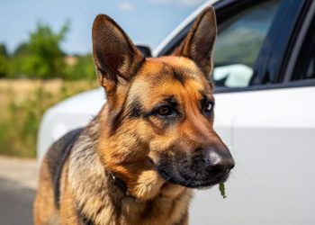 Službenom policijskom psu zamirisalo na graničnom prijelazu kod Dubrovnika 3,21 kg marihuane