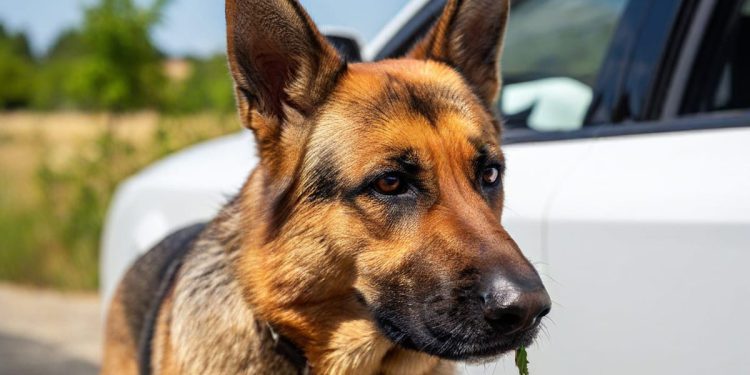 Službenom policijskom psu zamirisalo na graničnom prijelazu kod Dubrovnika 3,21 kg marihuane