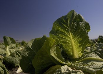 Smrtonosna epidemija E. coli povezana s salatom Hit 15 država. Vlada je odlučila da to čuva