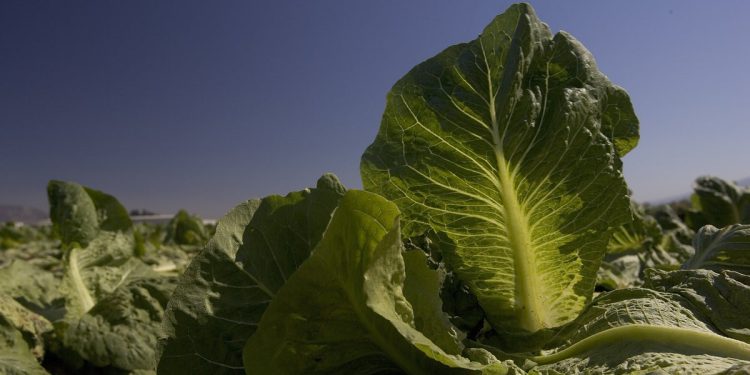 Smrtonosna epidemija E. coli povezana s salatom Hit 15 država. Vlada je odlučila da to čuva