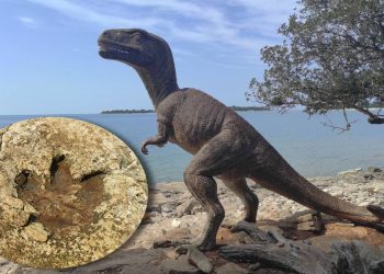 Sto godina od otkrića stopa dinosaura na Brijunima