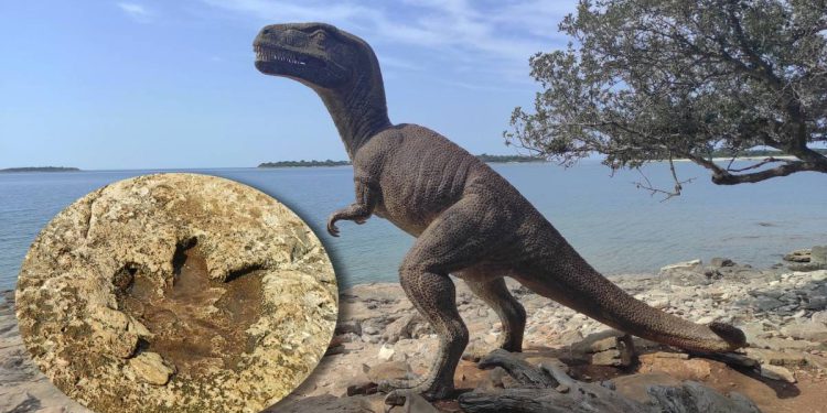 Sto godina od otkrića stopa dinosaura na Brijunima