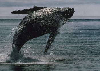 Sui, STX nadmašuje kao BTC kitove za dobitke