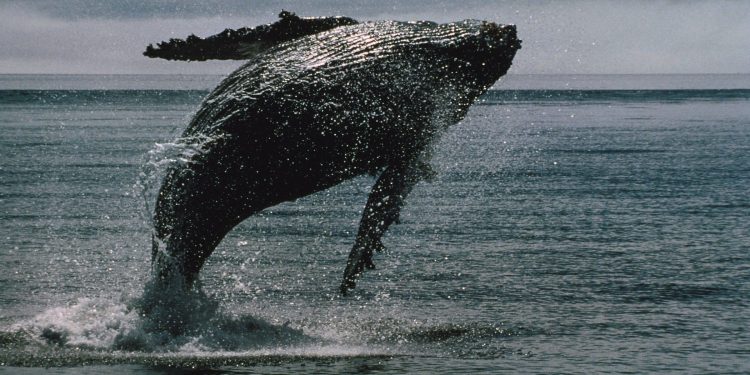 Sui, STX nadmašuje kao BTC kitove za dobitke