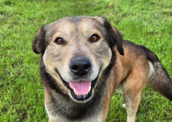 Tko bi odolio ovom osmijehu? Mladi Neo traži svoj dom, dobar je i nježan