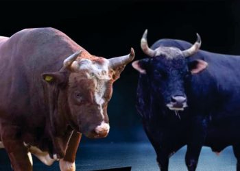 Tko je jači? Peran ili Crna Mamba? Ukrstit će rogove na 23. Koridi Dicmo