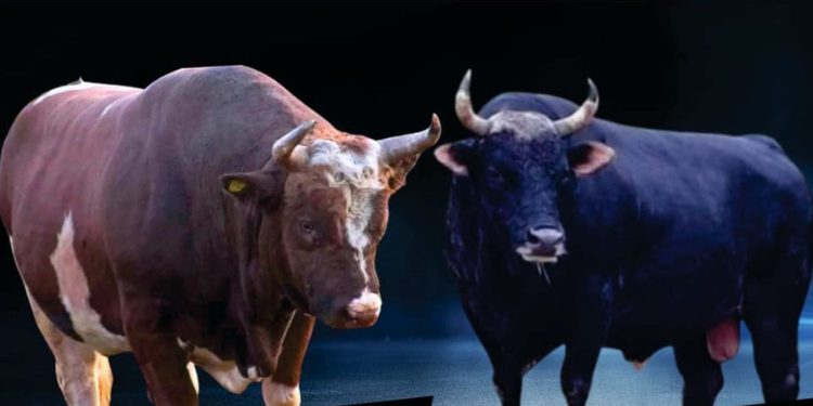 Tko je jači? Peran ili Crna Mamba? Ukrstit će rogove na 23. Koridi Dicmo