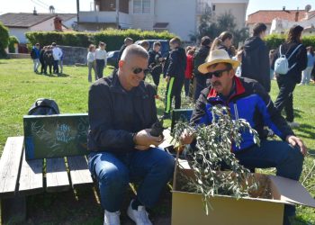 Tradicionalno užežin Cvjetnice obavljena rezidba Stare masline u Kaštelima