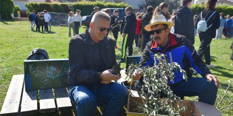 Tradicionalno užežin Cvjetnice obavljena rezidba Stare masline u Kaštelima